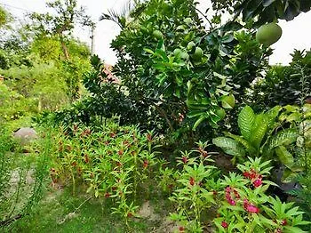 Strawberry Garden Homestay Hoi An