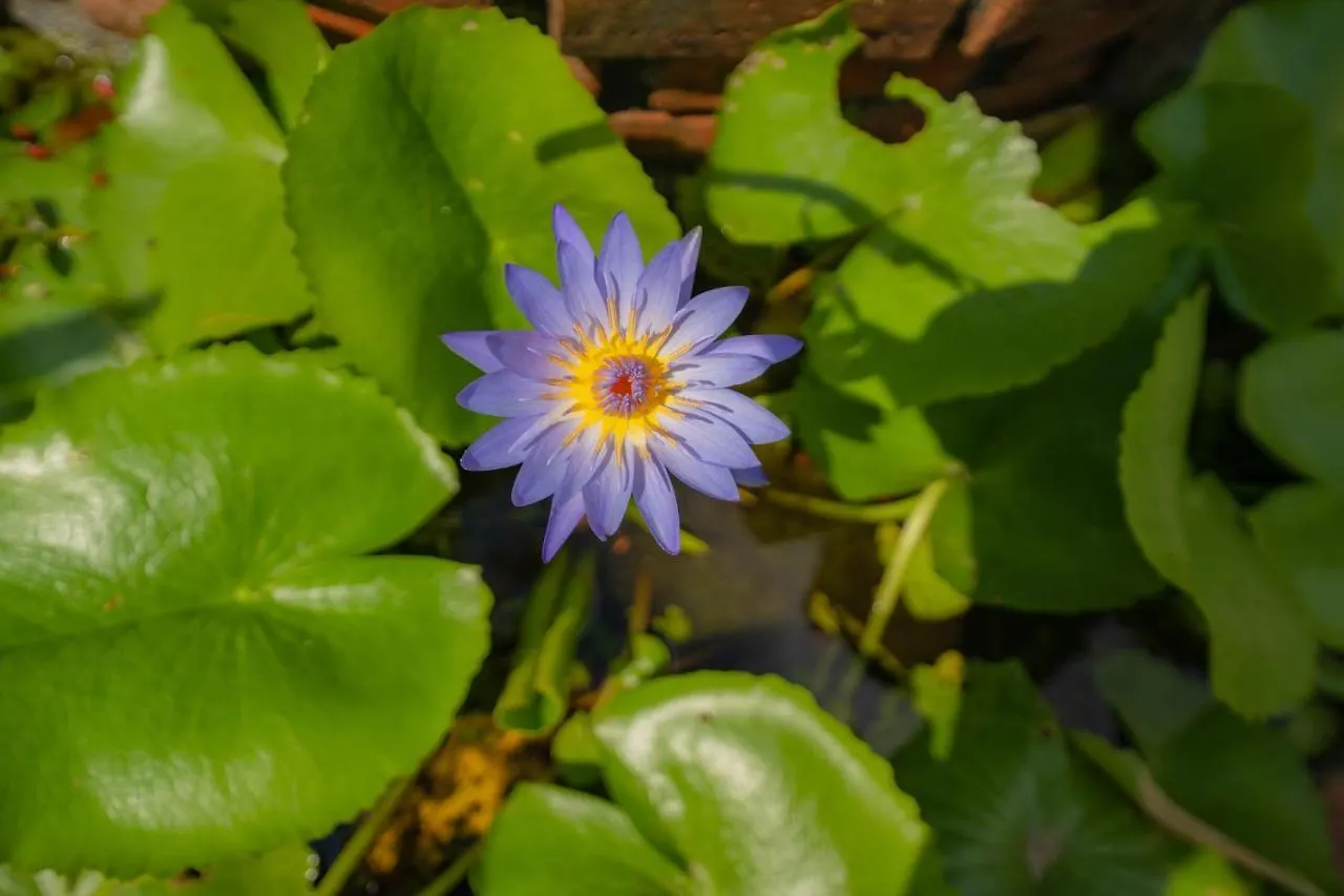 Strawberry Garden Homestay Hoi An